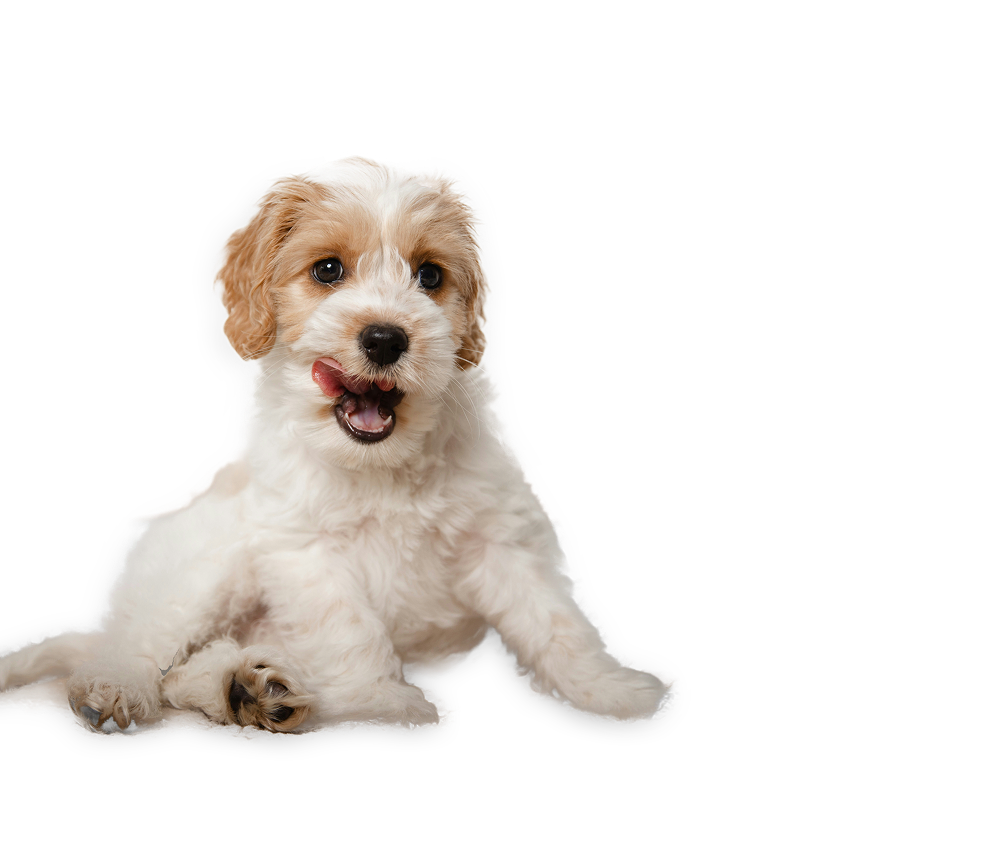 犬